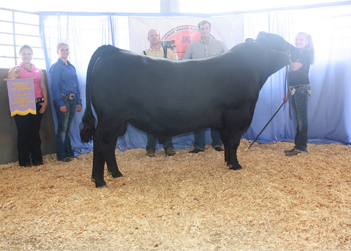 2014 TN JR Angus Preview Show Reserve Grand Champion Bull