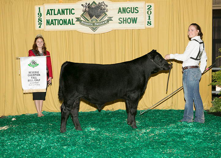 2018 Atlantic National Reserve Champion Senior Bull Calf